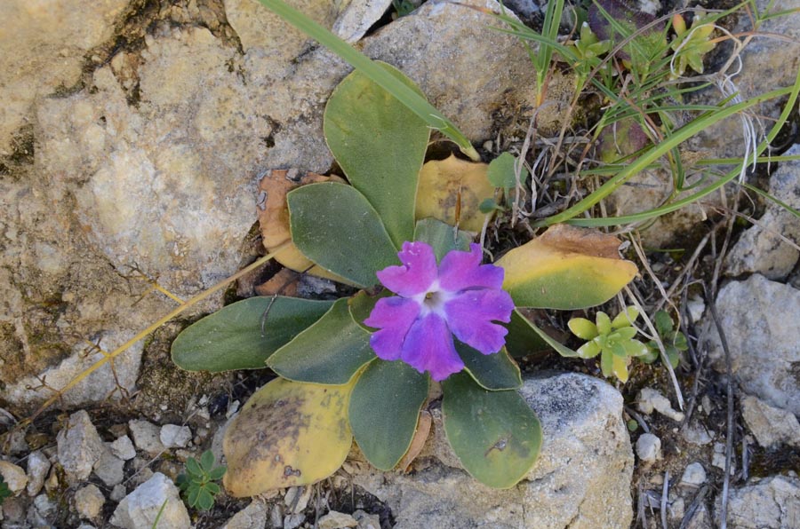 Primula polliniana (=Primula spectabilis) / Primula meravigliosa- fioritura ottobre